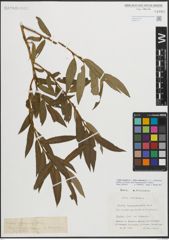 Foto von Salix triandra L. x Salix viminalis L.